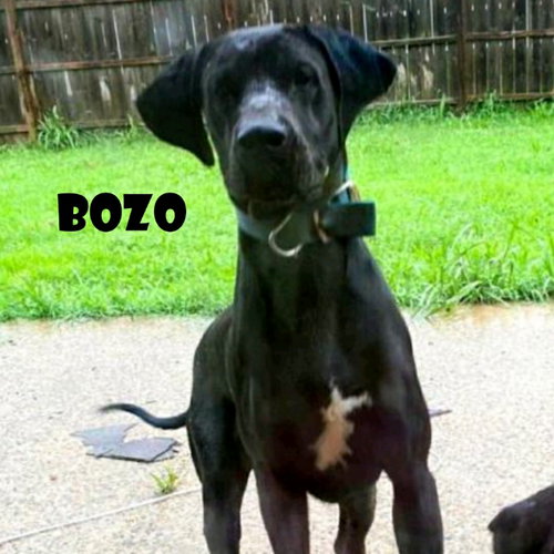 BOZO  (FOSTER NEEDED) - Great Dane available for adoption