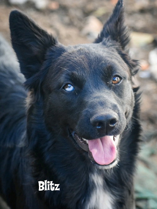 BLITZ - Labrador Retriever / Shepherd available for adoption