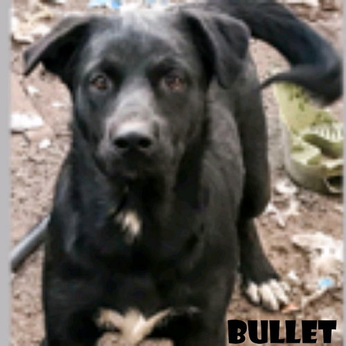 BULLET (COMING SOON) - Labrador Retriever / Shepherd available for adoption