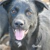 adoptable Dog in valley, AL named Bullet (coming soon)