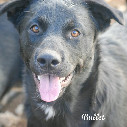 BULLET (COMING SOON) - Labrador Retriever / Shepherd available for adoption