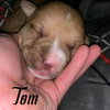 Tom (coming soon) - Photo 2