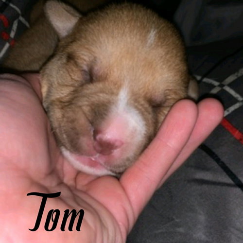 TOM (COMING SOON) - Unknown available for adoption
