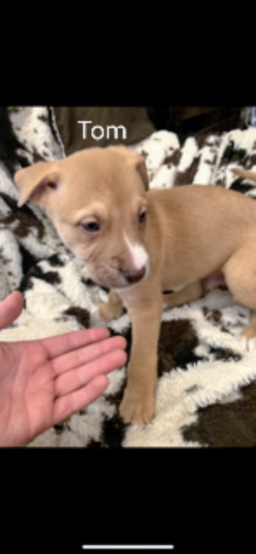 TOM (COMING SOON) - Unknown available for adoption
