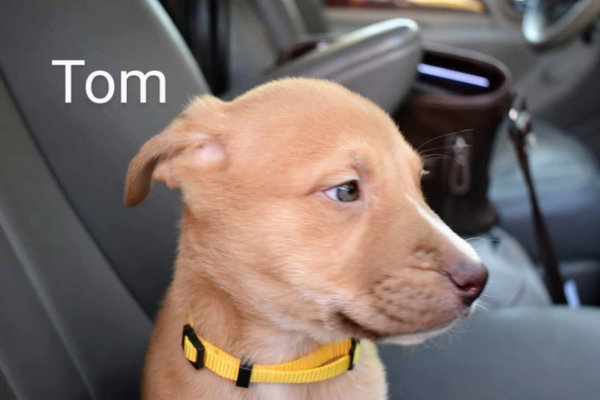 Tom (coming soon)