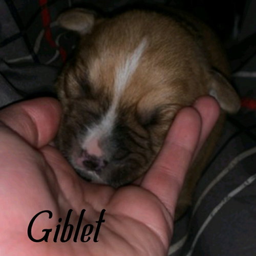 GIBLET (COMING SOON) - Unknown available for adoption