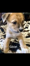 adoptable Dog in chaparral, NM named Giblet (coming soon)