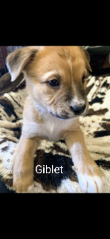 GIBLET (COMING SOON) - Unknown available for adoption
