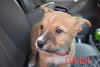 Giblet (coming soon) - Photo 3