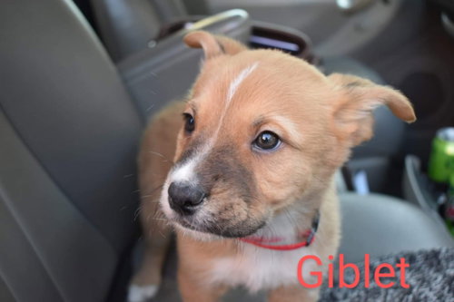 Giblet (coming soon) — thumbnail 3