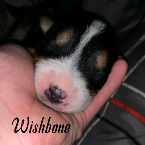 WISHBONE (COMING SOON) - Unknown available for adoption
