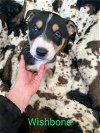 adoptable Dog in chaparral, NM named Wishbone (coming soon)