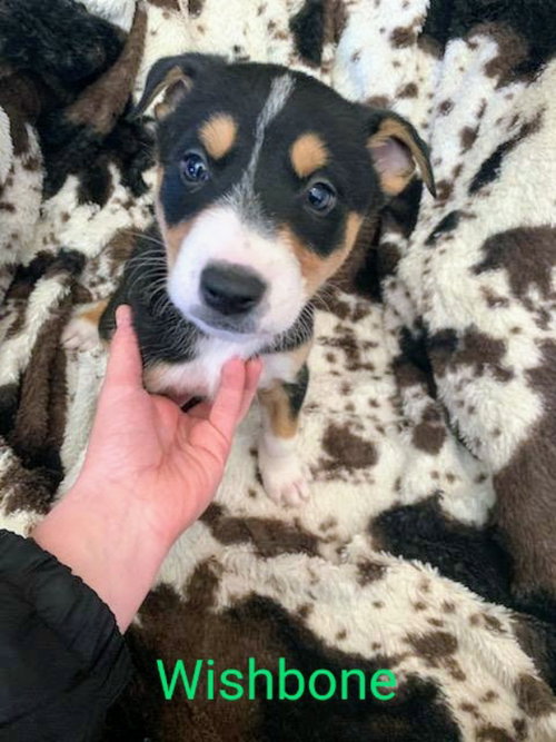 WISHBONE (COMING SOON) - Unknown available for adoption