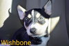 Wishbone (coming soon) - Photo 3