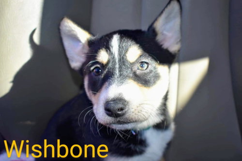 Wishbone (coming soon) — thumbnail 3