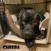 adoptable Dog in Bellingham, WA named Cheeba