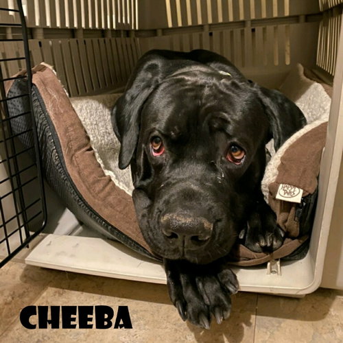 CHEEBA - Cane Corso Mastiff available for adoption
