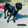 Cheeba - Photo 2