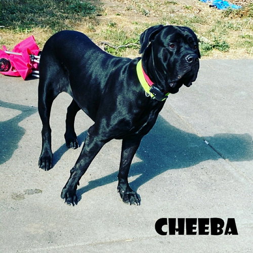 CHEEBA - Cane Corso Mastiff available for adoption