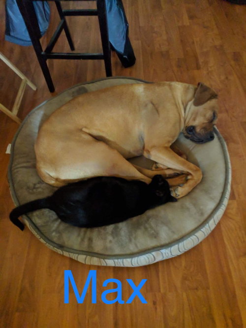 MAX - Great Dane / Boxer available for adoption