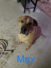 Max - Photo 2