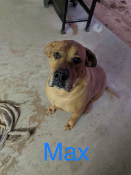 MAX - Great Dane / Boxer available for adoption