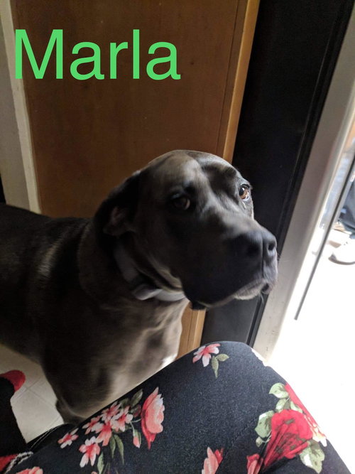 MARLA - Great Dane / Boxer available for adoption