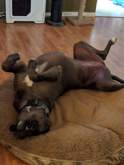MARLA - Great Dane / Boxer available for adoption
