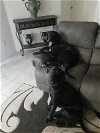 adoptable Dog in el mirage, AZ named Odin