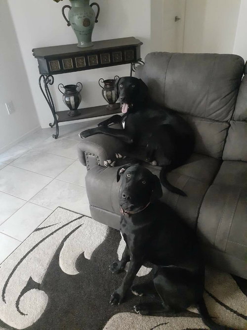 ODIN - Labrador Retriever / Weimaraner available for adoption