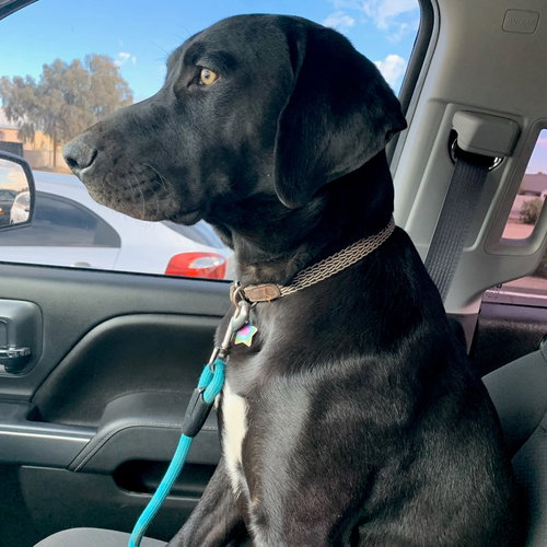 ODIN - Labrador Retriever / Weimaraner available for adoption