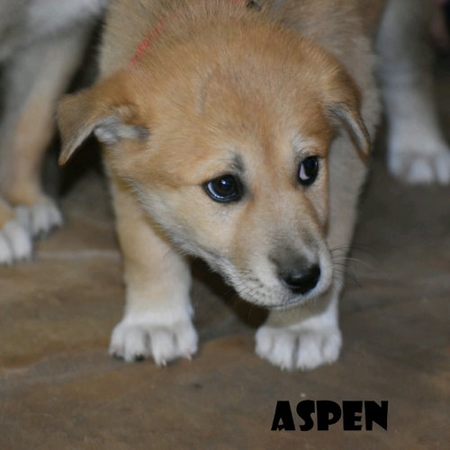 ASPEN - Shepherd available for adoption