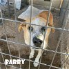 adoptable Dog in  named Barry