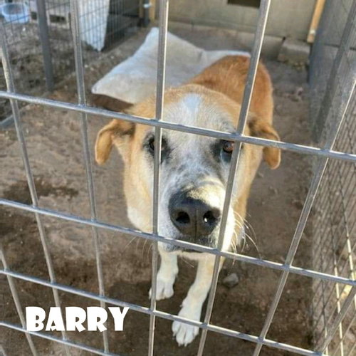 BARRY - Saint Bernard available for adoption