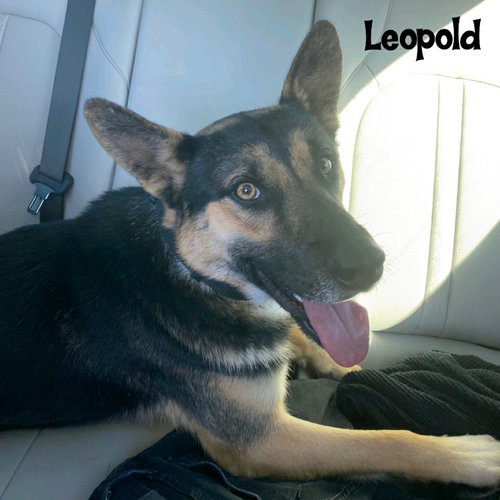 LEOPOLD - Shepherd available for adoption