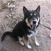 adoptable Dog in silver city, NM named Lobo (coming soon)