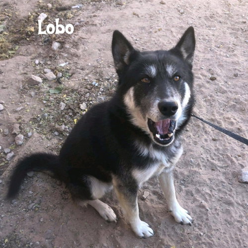 LOBO (COMING SOON) - Husky / Australian Kelpie available for adoption