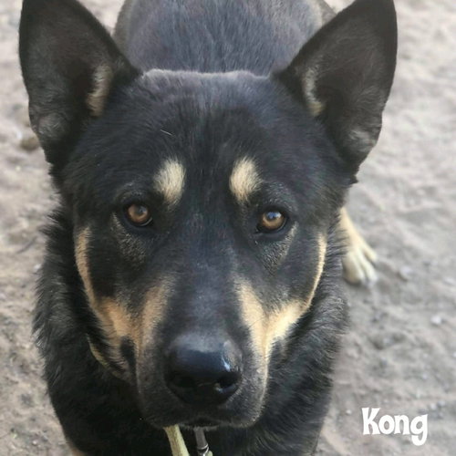 KONGO - Husky / Australian Kelpie available for adoption