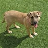 adoptable Dog in vail, AZ named Maggie