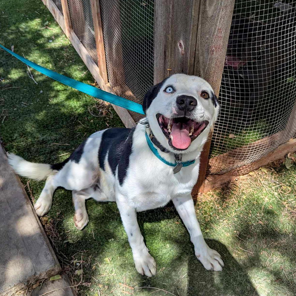 adoptable Dog in Vail, AZ named Ruckus