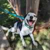 adoptable Dog in Vail, AZ named Ruckus