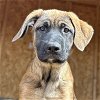adoptable Dog in vail, AZ named Stella