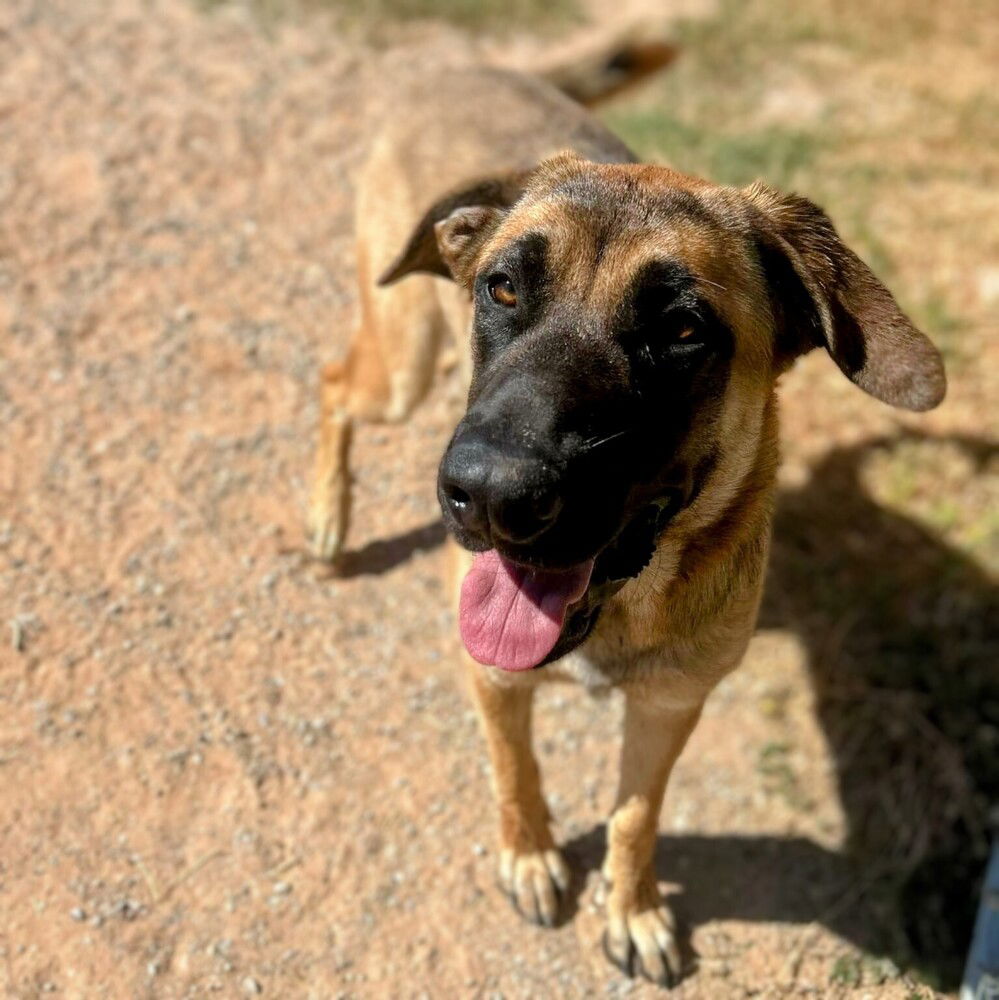 adoptable Dog in Vail, AZ named Stella