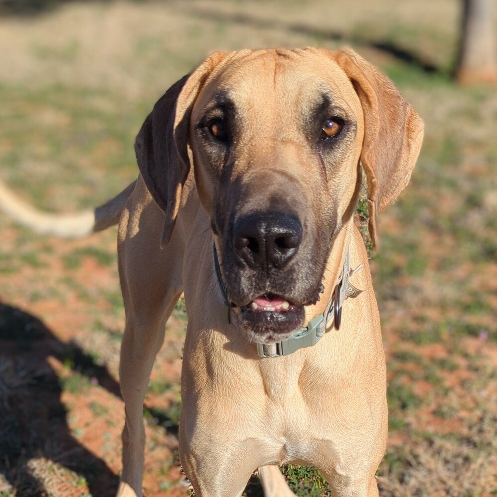 adoptable Dog in Vail, AZ named Lotus