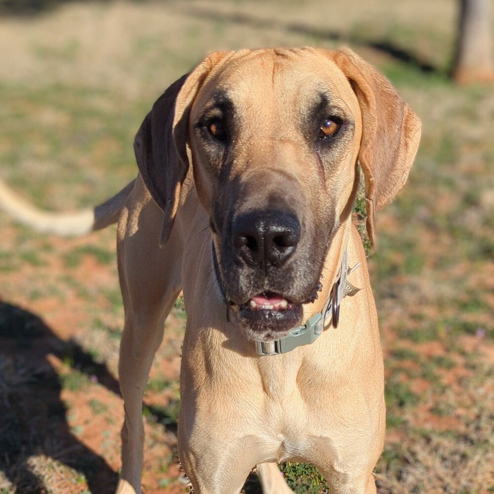 adoptable Dog in Vail, AZ named Lotus