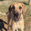 adoptable Dog in vail, AZ named Lotus