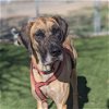 adoptable Dog in  named Ivy