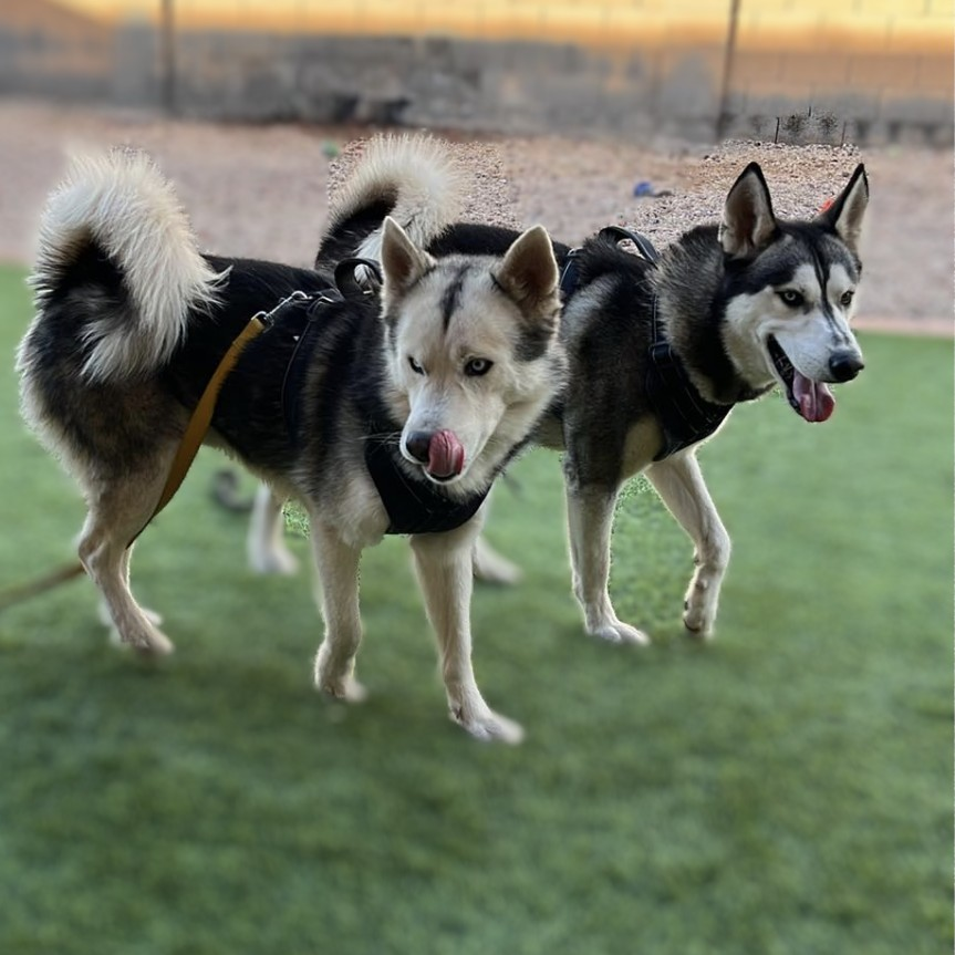 adoptable Dog in Vail, AZ named Poseidon