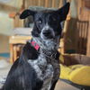 adoptable Dog in Vail, AZ named Lynda