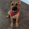adoptable Dog in vail, AZ named Bullet